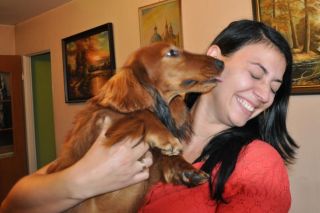 NADIM jamniki Kollapsar